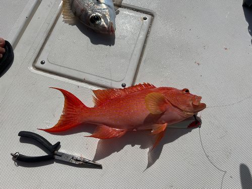 オジロバラハタの釣果