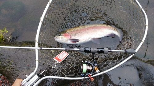 ニジマスの釣果