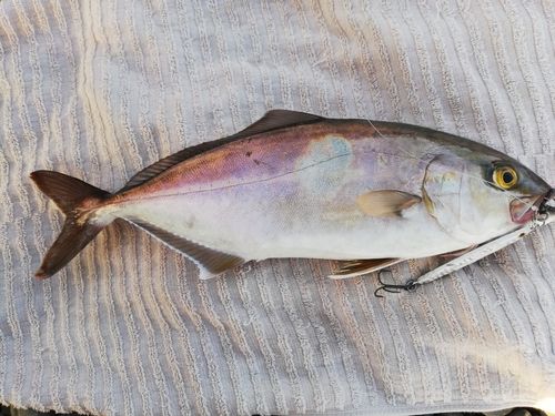 ショゴの釣果