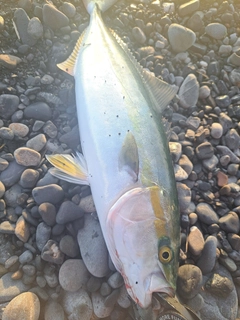 イナダの釣果