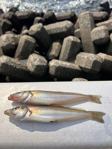 シロギスの釣果