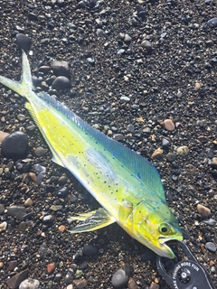シイラの釣果