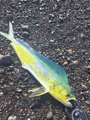 シイラの釣果