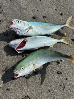 ワカシの釣果