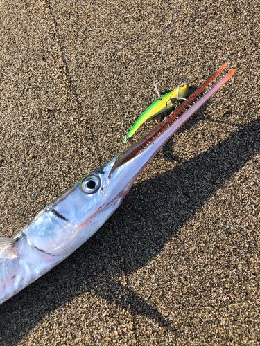 ダツの釣果