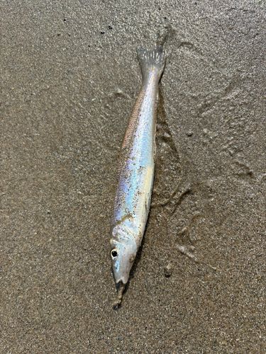 キスの釣果