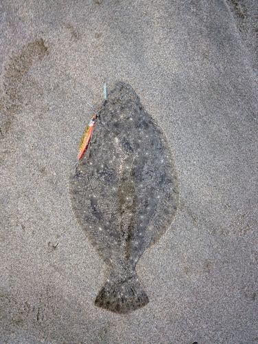 ソゲの釣果