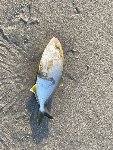 ショゴの釣果