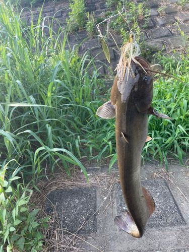 ナマズの釣果