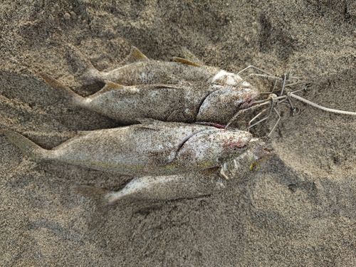 ショゴの釣果