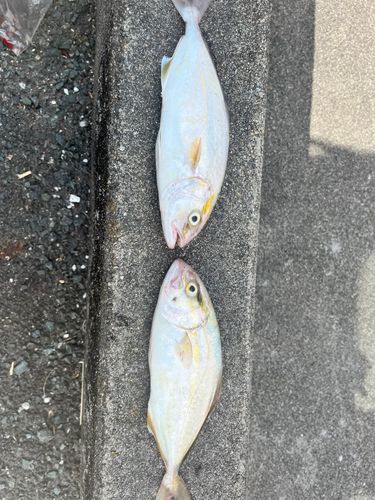 ショゴの釣果