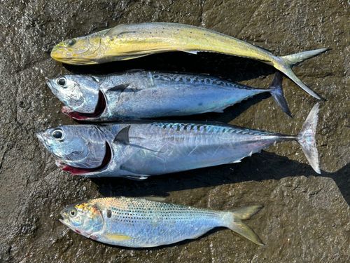 マルソウダの釣果