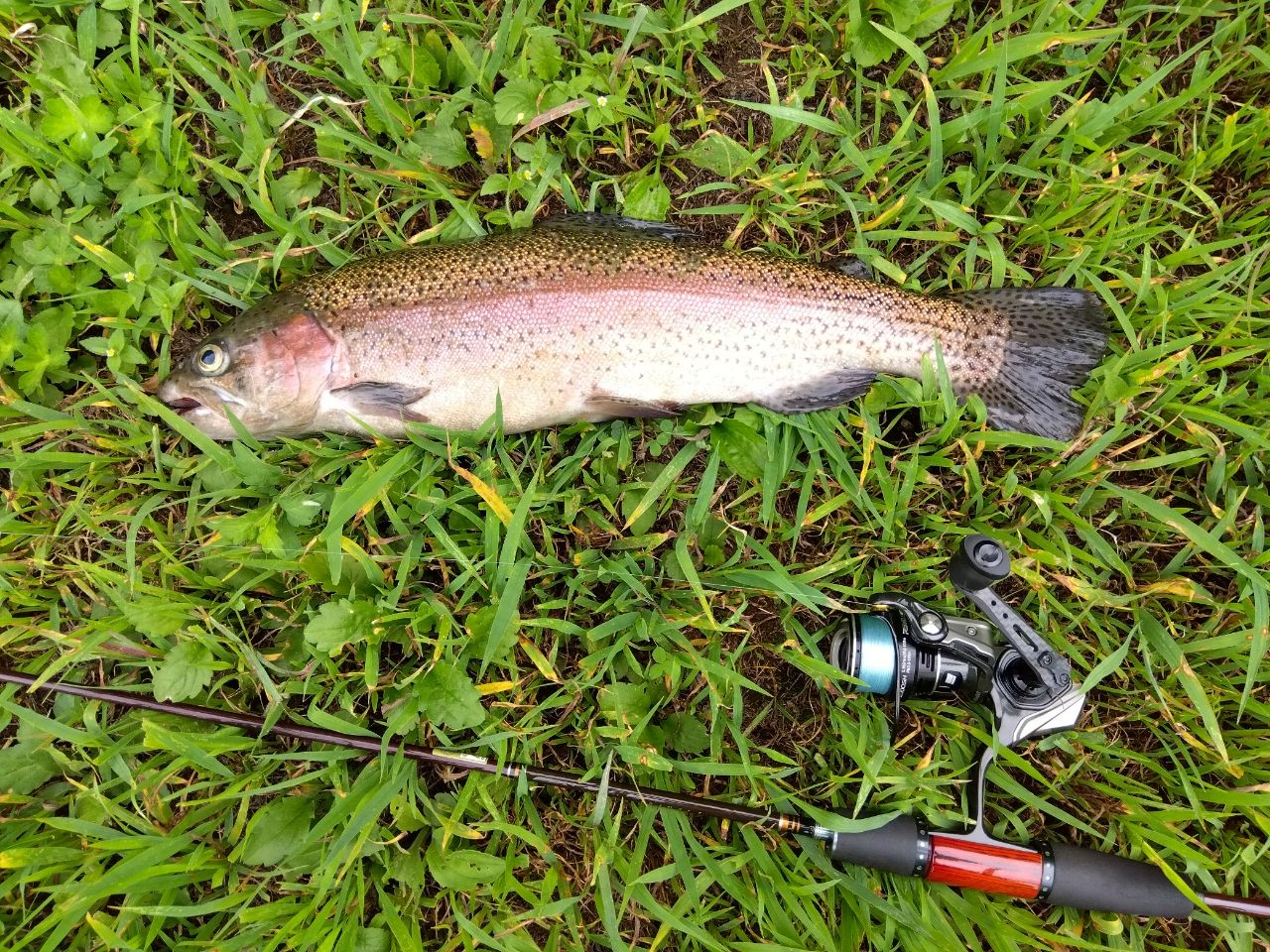 レインボートラウト