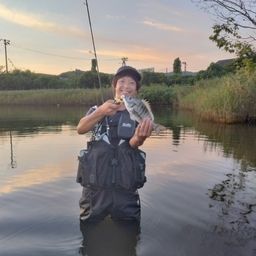 クロダイ