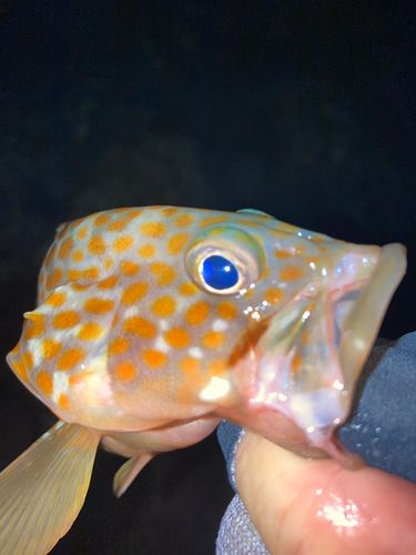 キジハタの釣果