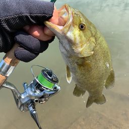 スモールマウスバス