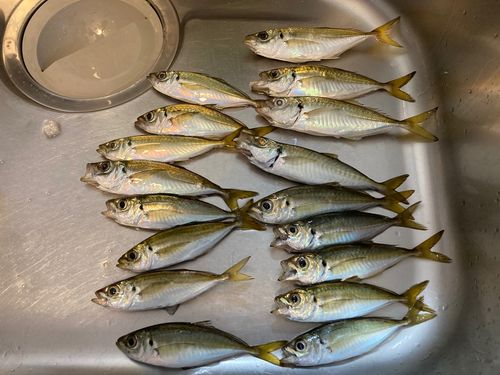 アジの釣果