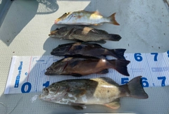 アカジンミーバイの釣果