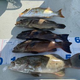 アカジンミーバイ