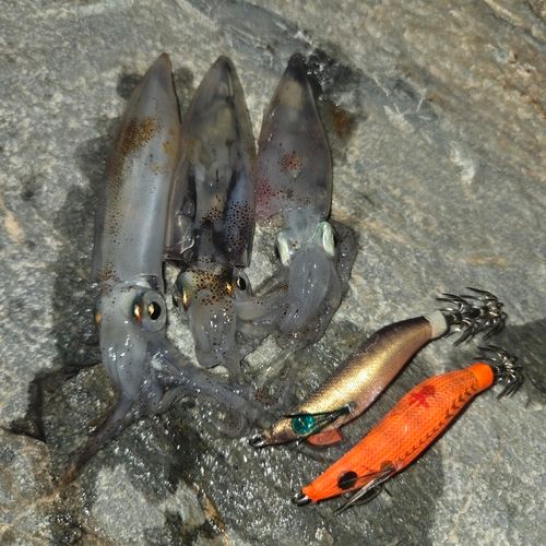 チイチイイカの釣果