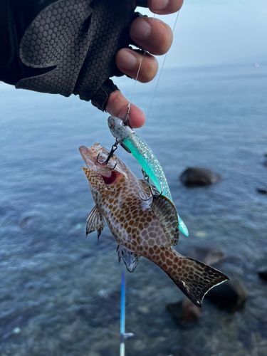オオモンハタの釣果