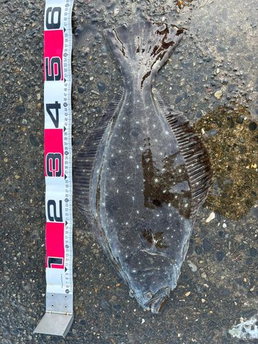 ヒラメの釣果