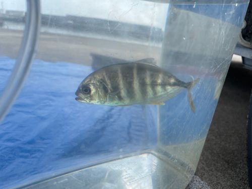 釣果