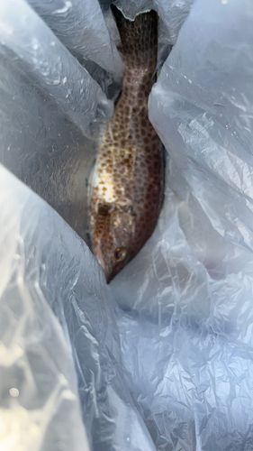 ハタの釣果
