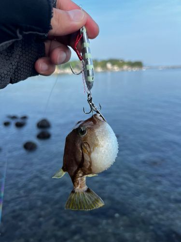 キタマクラの釣果