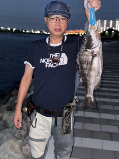 クロダイの釣果
