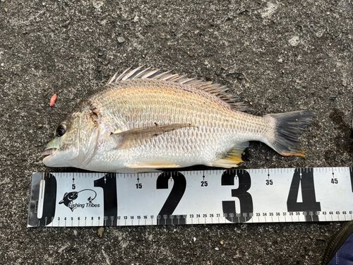 キビレの釣果