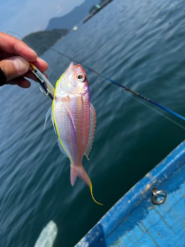 イトヨリダイの釣果