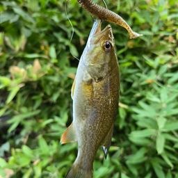スモールマウスバス