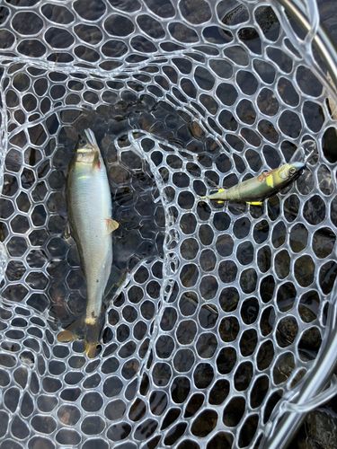 アユの釣果