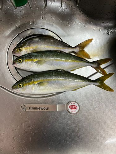 ワカシの釣果