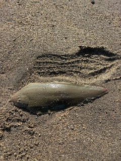 シタビラメの釣果