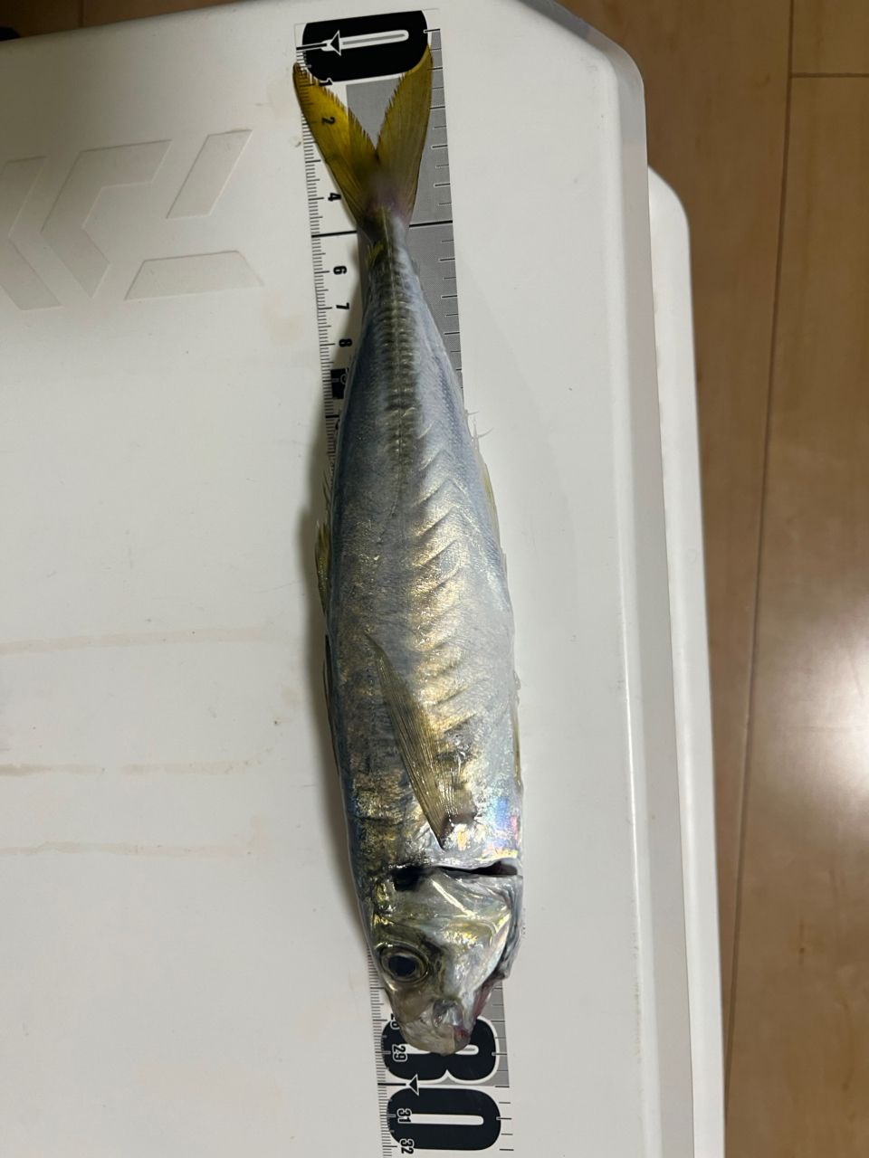 アジ