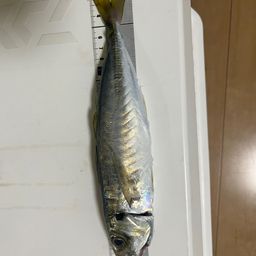 アジ