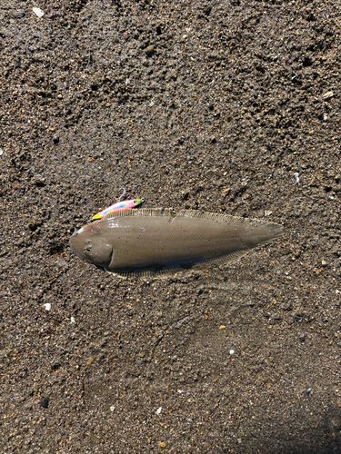 シタビラメの釣果