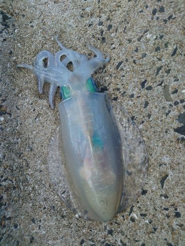 アオリイカの釣果