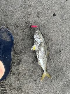 ワカシの釣果