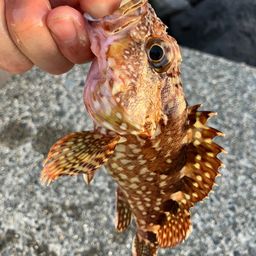 カサゴ