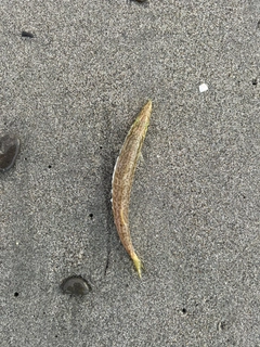 カマスの釣果