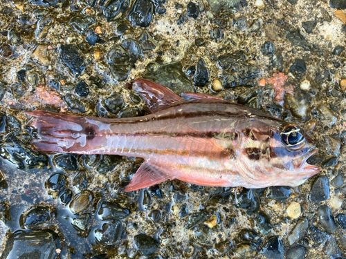 ネンブツダイの釣果