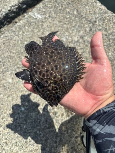 イシガキダイの釣果