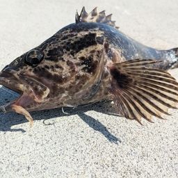 タケノコメバル