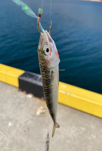 サバの釣果