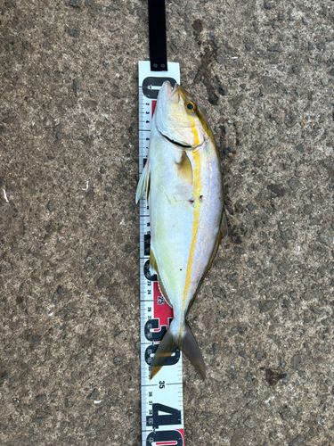 ネリゴの釣果