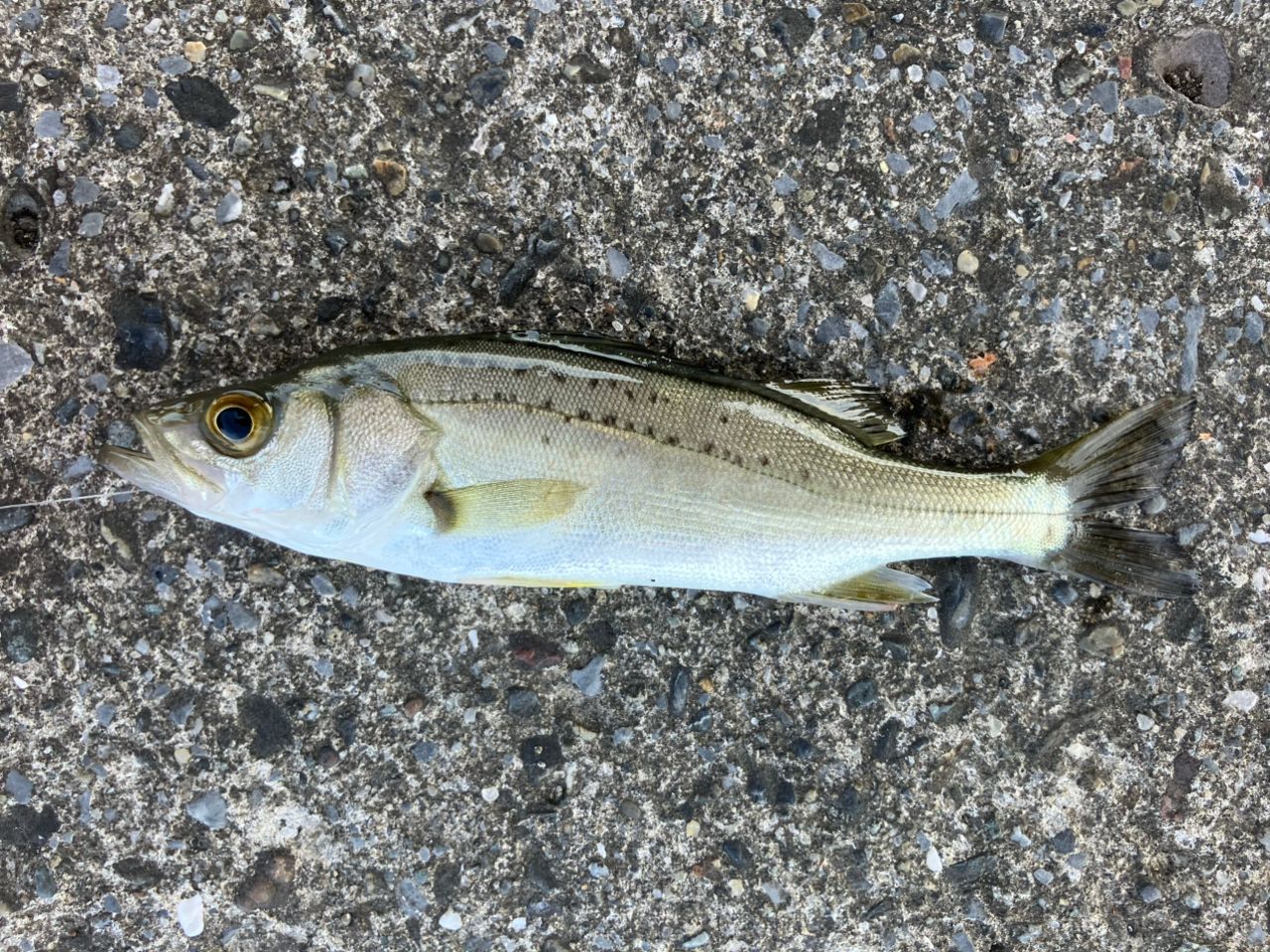 セイゴ(マルスズキ)