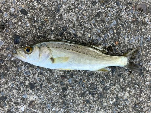 セイゴ（マルスズキ）の釣果